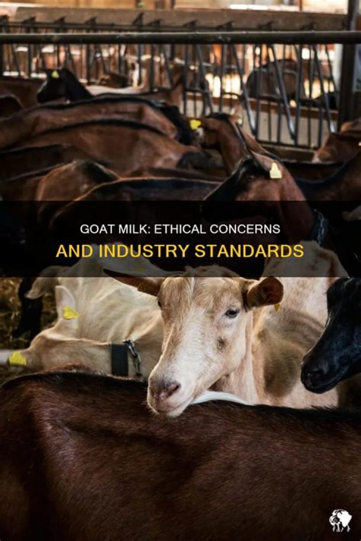 Are goats mistreated for their milk?