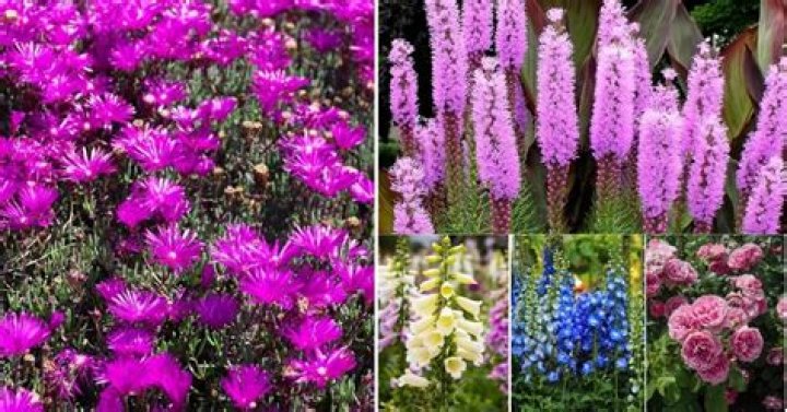 Are gomphrena deer resistant?