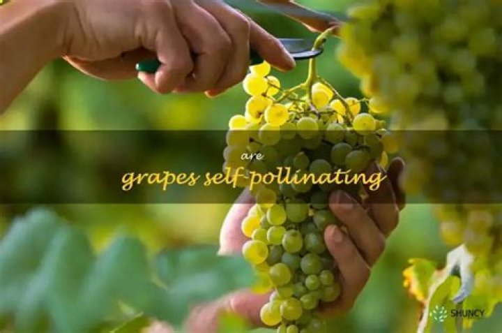 Are grapes self pollinating?