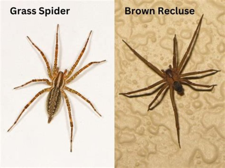 Are grass spiders poisonous?