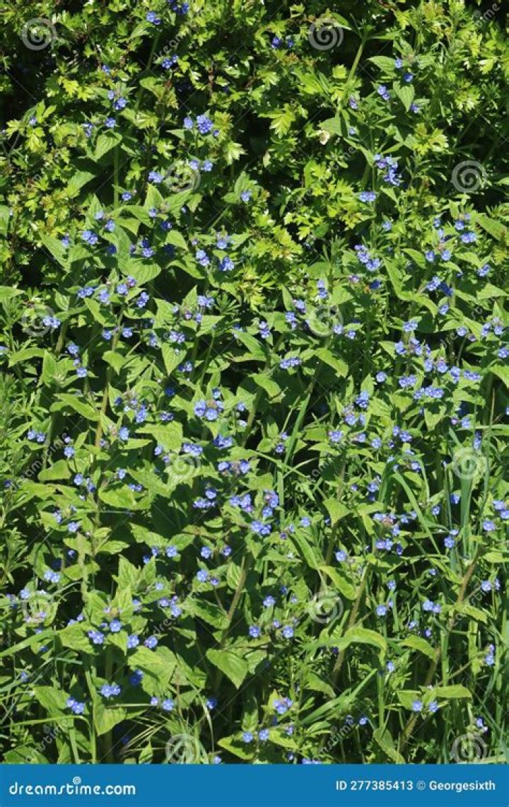 Are green alkanet flowers edible?