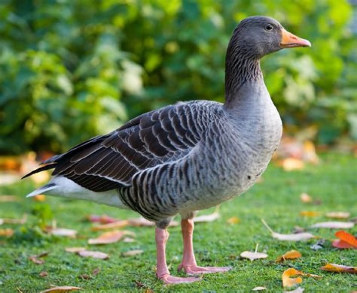 Are greylag geese good to eat?