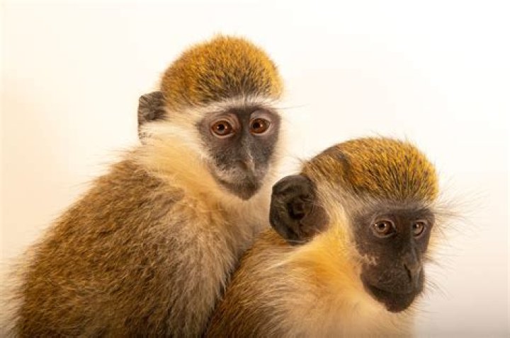 Are grivet monkeys good pets?