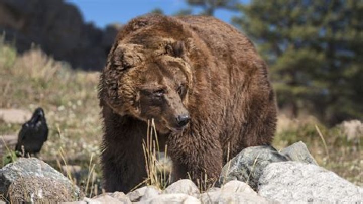 Are grizzlies in california?