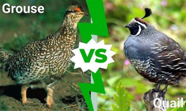 Are grouse and quail the same?