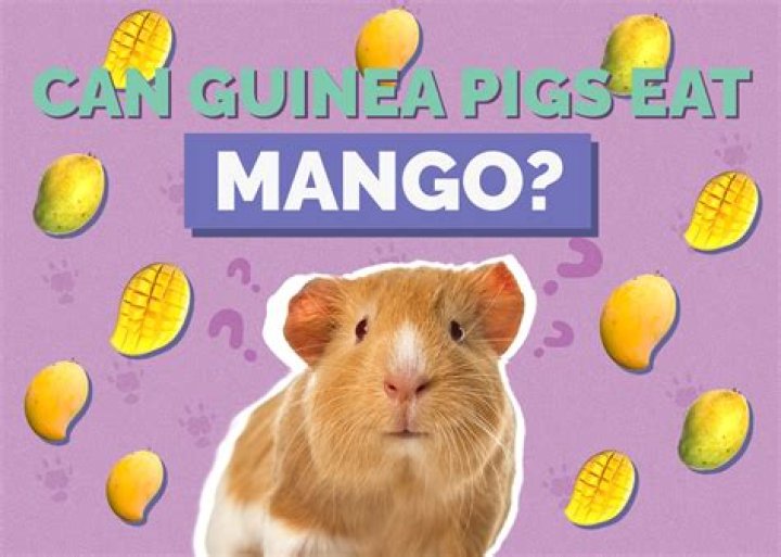 Are guinea pigs allowed mango?