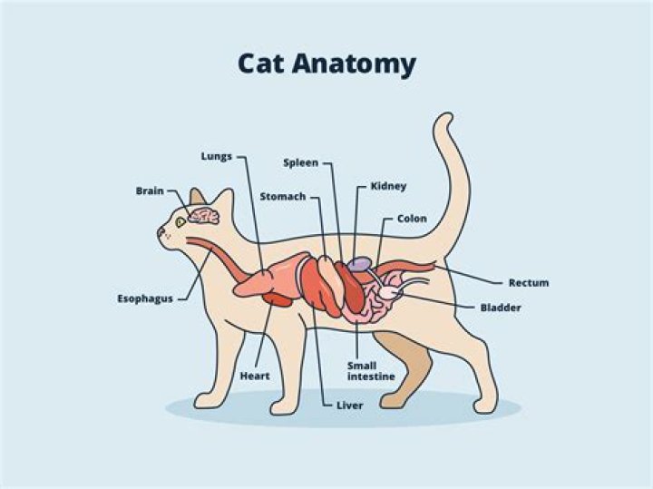 Are hairballs found in rumens?