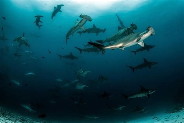 Are hammerhead sharks protected?