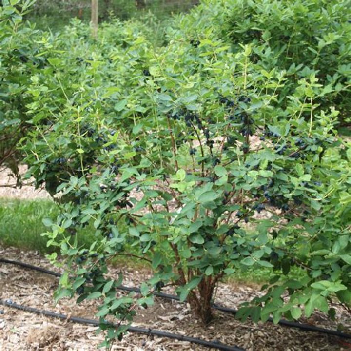 Are haskap berries deer resistant?