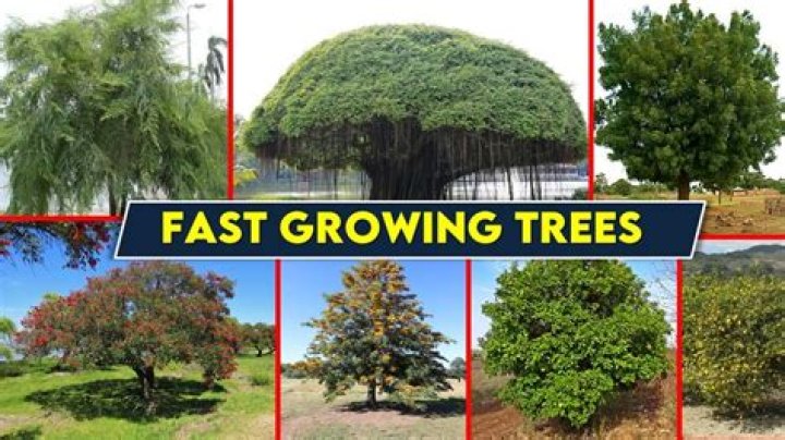 Are hebes fast growing?