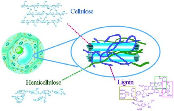 Are hemicellulose and cellulose same?