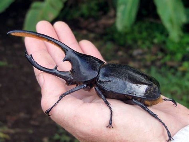 Are hercules beetles dangerous?