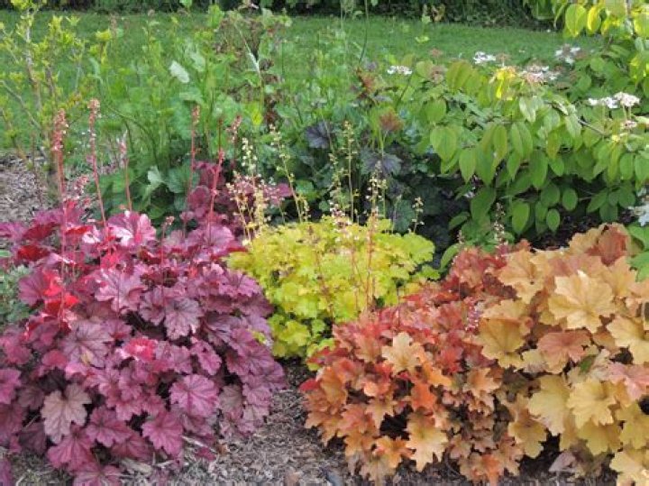 Are heuchera deer resistant?