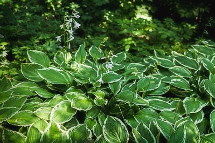 Are hostas full sun?