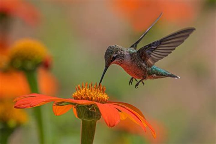 Are hummingbirds considered good luck?