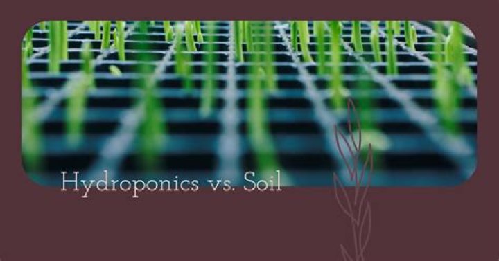Are hydroponics better than soil?