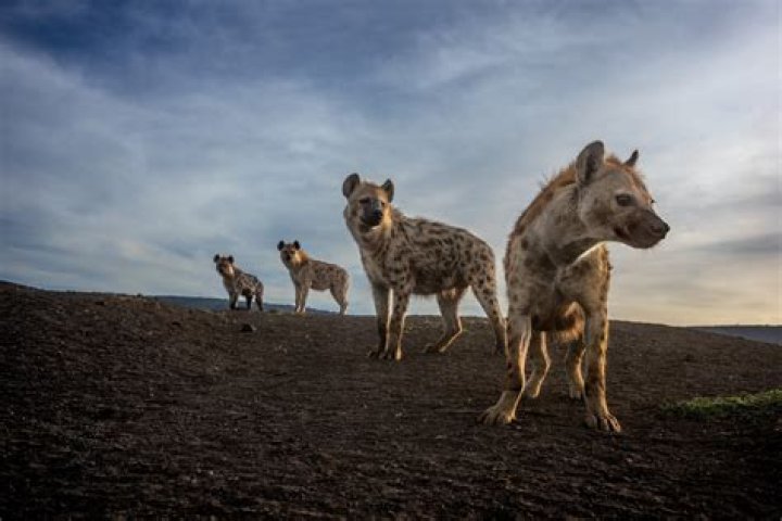 Are hyenas good or bad?