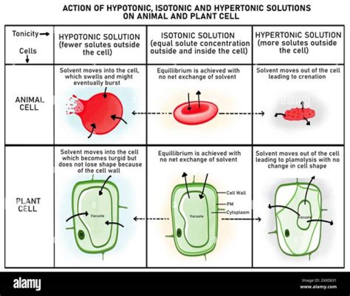 Are hypertonic solutions hyperosmolar?