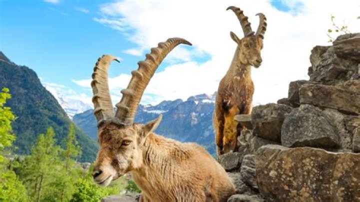 Are ibex goats ac odyssey?
