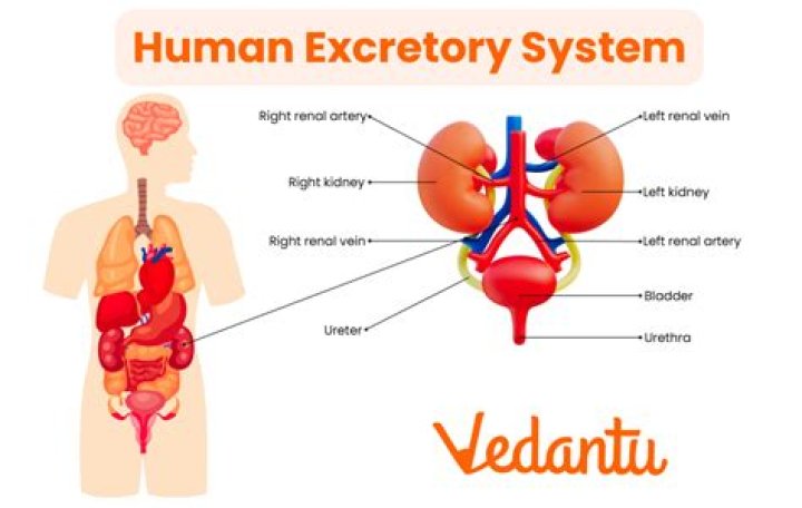 Are in the excretory system?