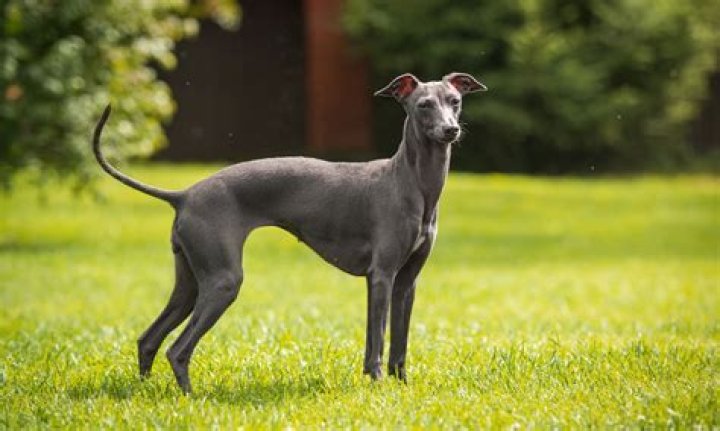 Are italian greyhounds good pets?