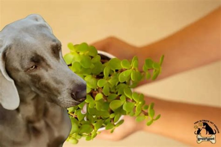 Are jade plants toxic to dogs?