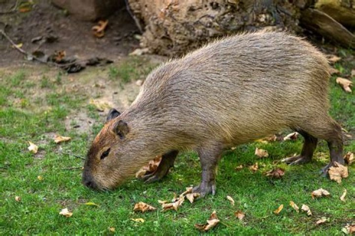 Are kangaroo rat rodent?
