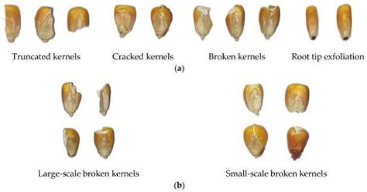 Are kernels the same as seeds?