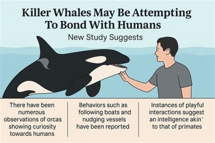 Are killer whales man eaters?