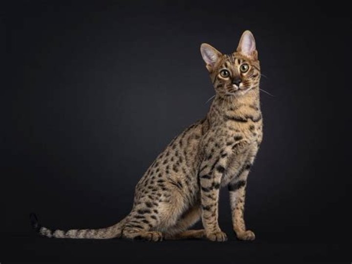 Are korat cats expensive?