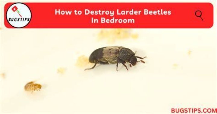 Are larder beetles harmful to dogs?