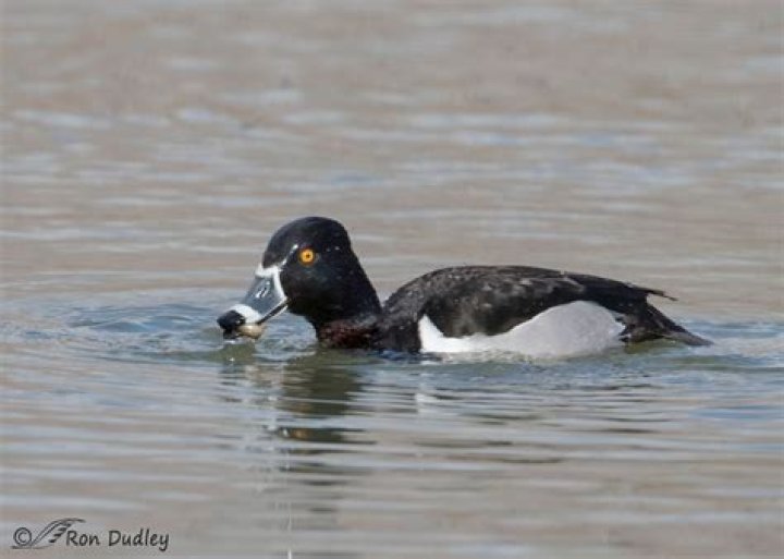 Are lesser scaup good to eat?