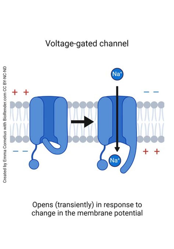 Are ligand gated channels active transport?