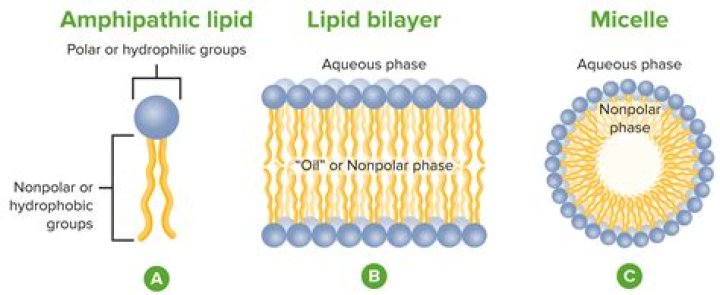 Are lipids grouped together?