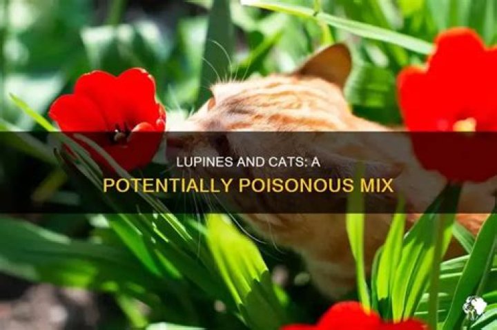 Are lupines poisonous to cats?