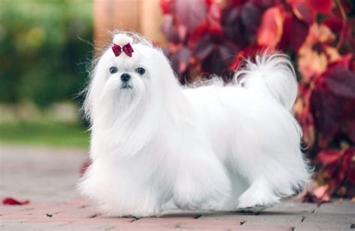 Are maltese dogs yappers?