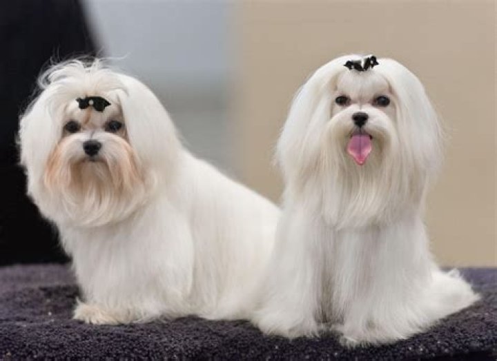 Are maltese good dogs?