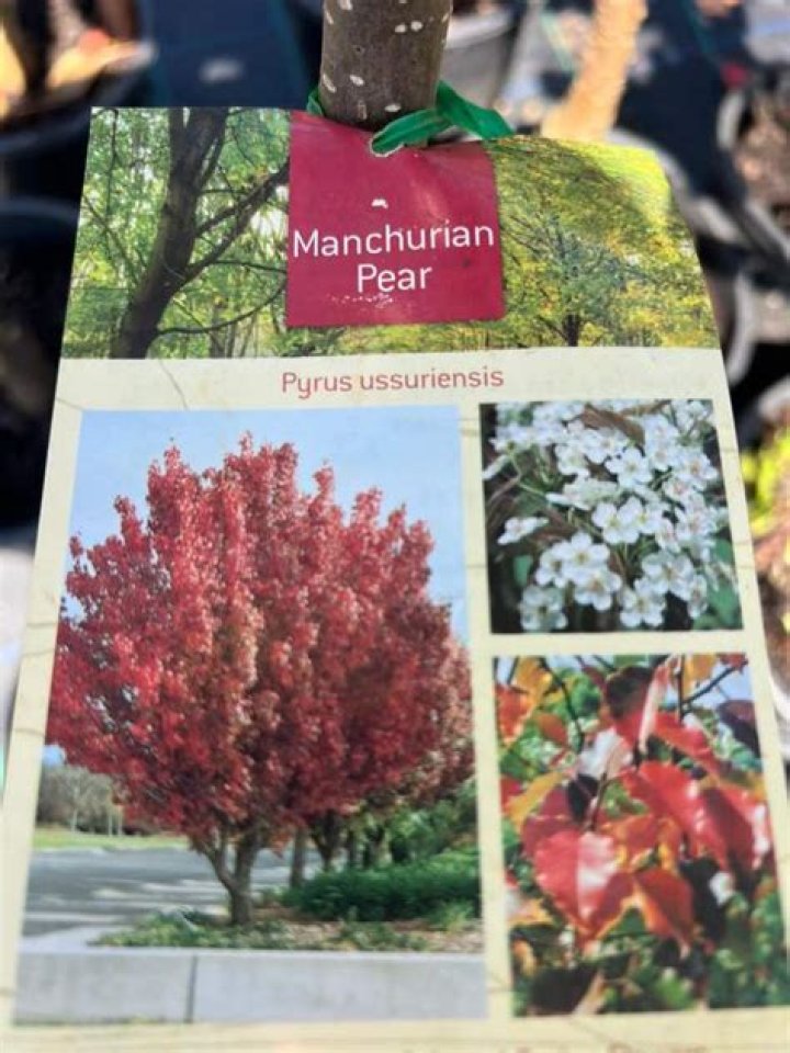Are manchurian pear trees invasive?