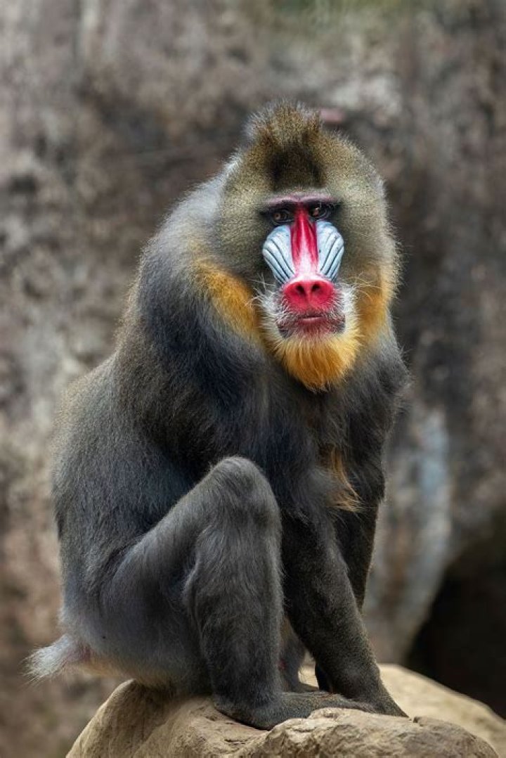 Are mandrill monkeys dangerous?
