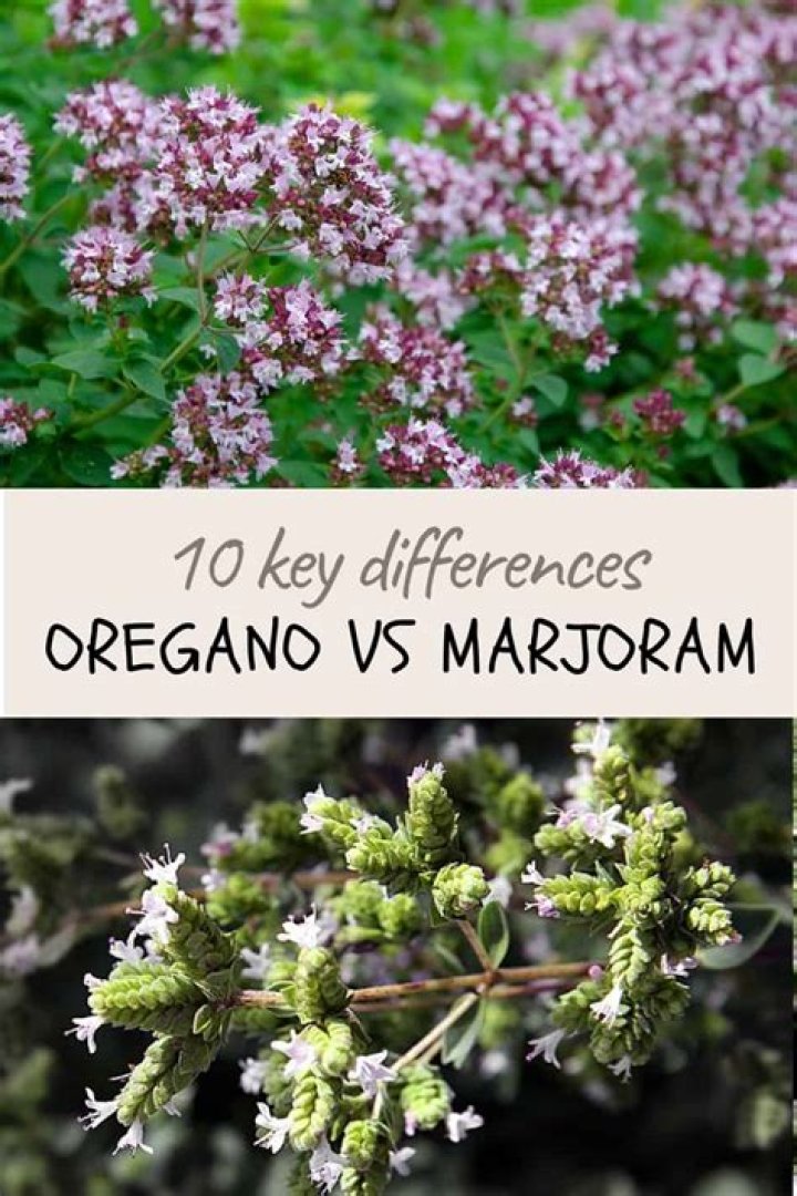 Are marjoram and oregano similar?