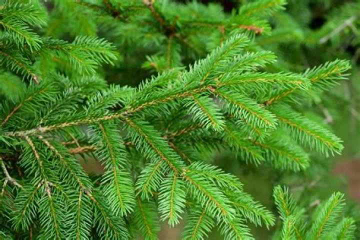 Are mastic trees evergreen?