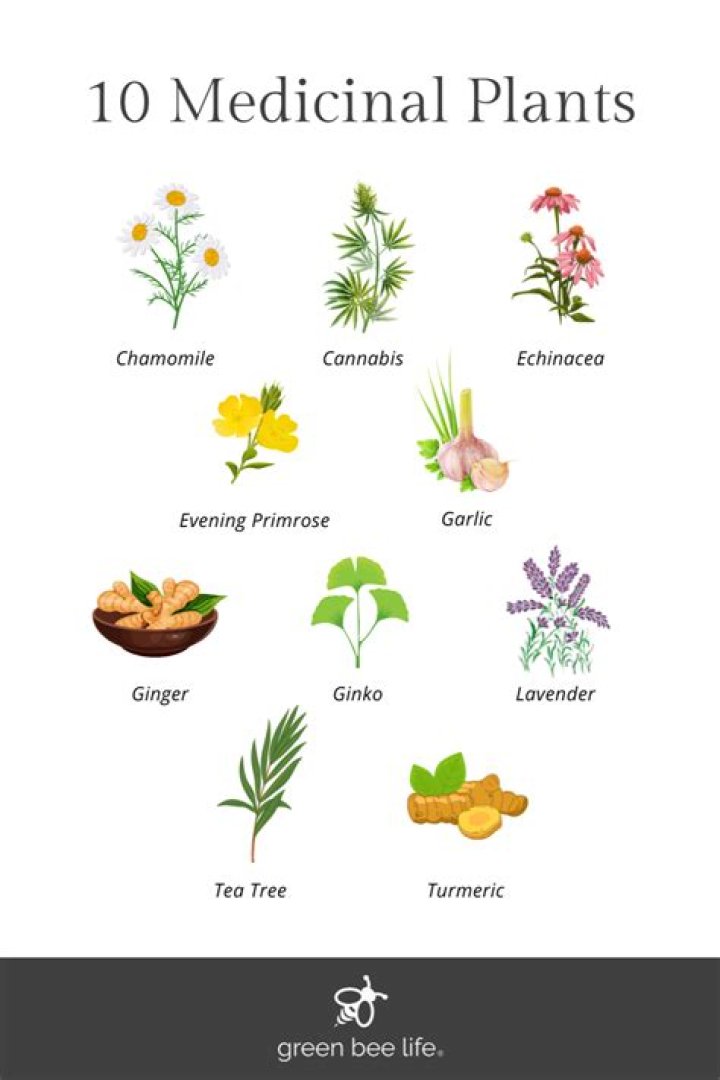 Are medicines made from plants?