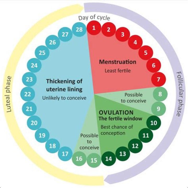 Are menstruation and ovulation?
