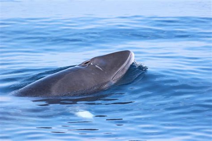 Are minke whales dangerous?