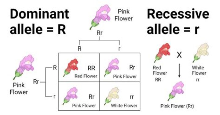 Are nearsighted dominant or recessive?