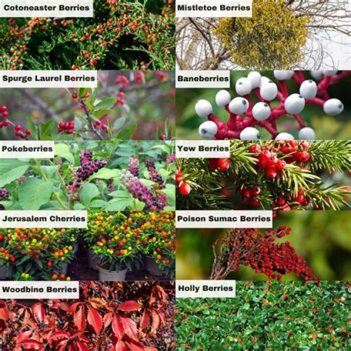 Are needlepoint holly berries poisonous?