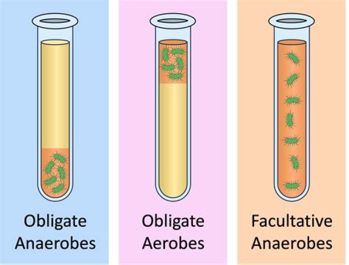 Are obligate aerobe facultative anaerobe?