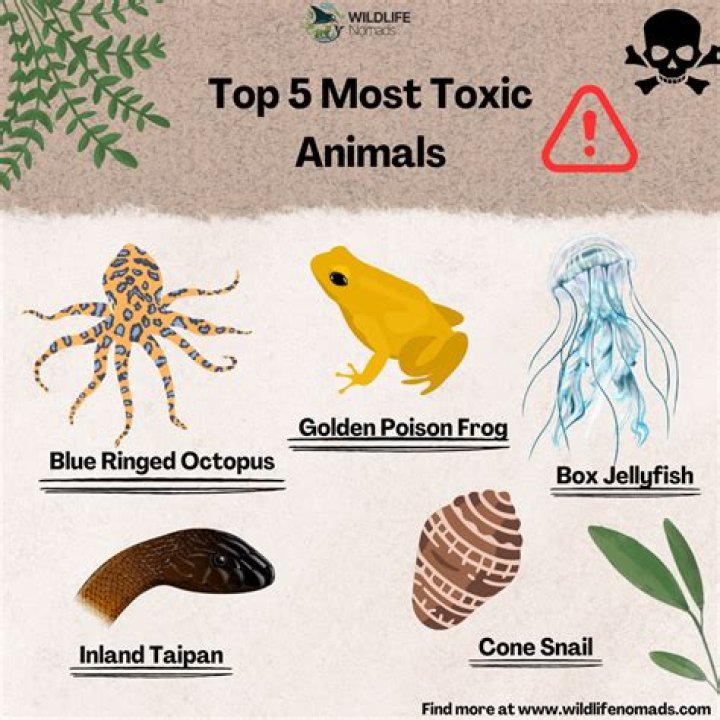 Are oleanders toxic to humans?