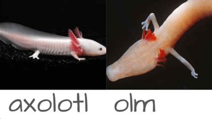 Are olms and axolotls related?