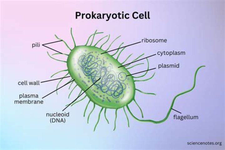 Are organelles in prokaryotic cells?